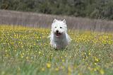 WESTIE 202